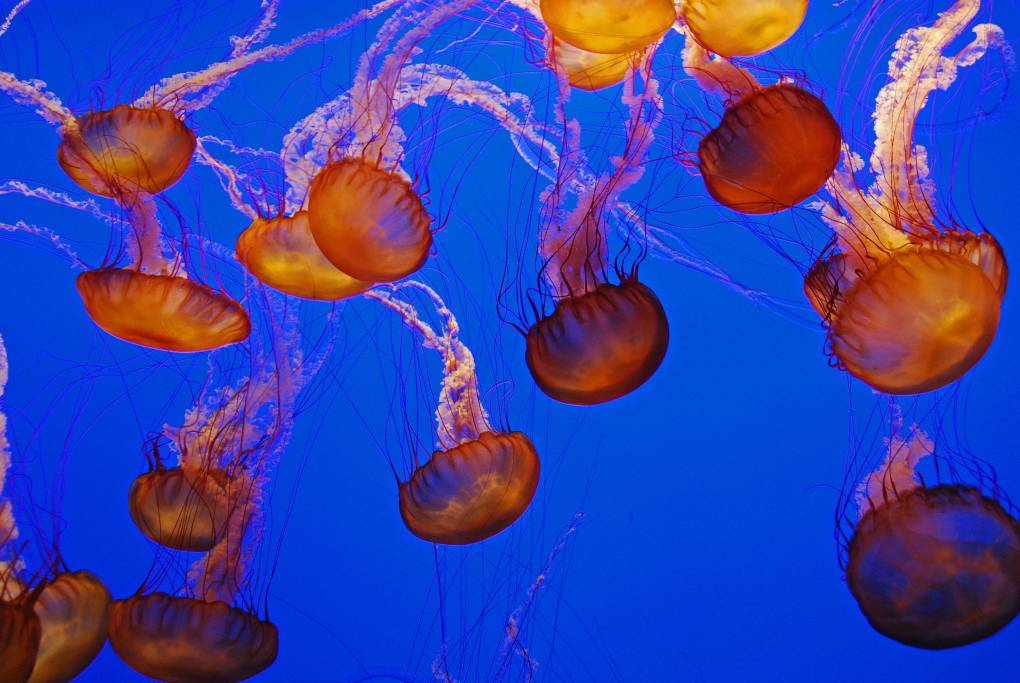 Illuminating jellyfish are seen swimming in water that appears to be blue.