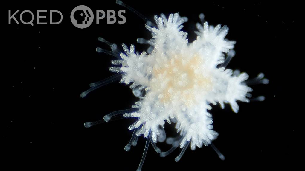Delicate six armed white sea star on a black background.