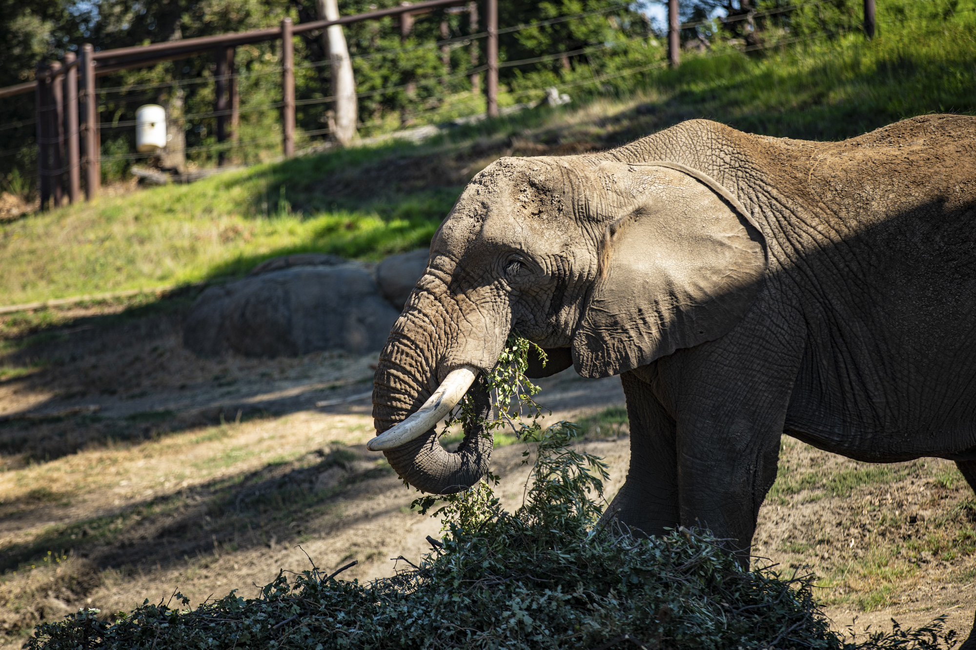 An elephant in partial sun and shadows 