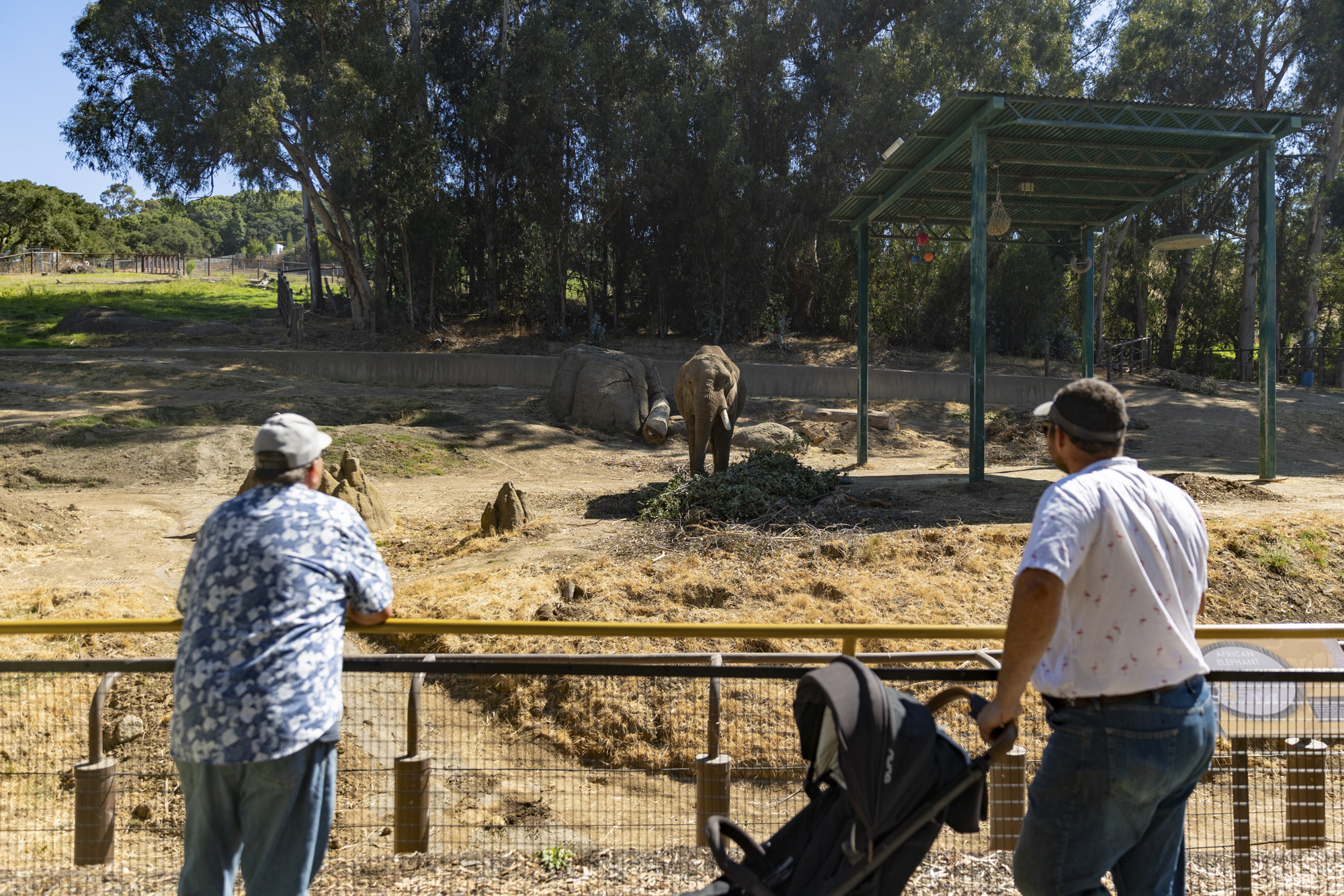 An elephant in the distance, with a fence and people in the foreground.