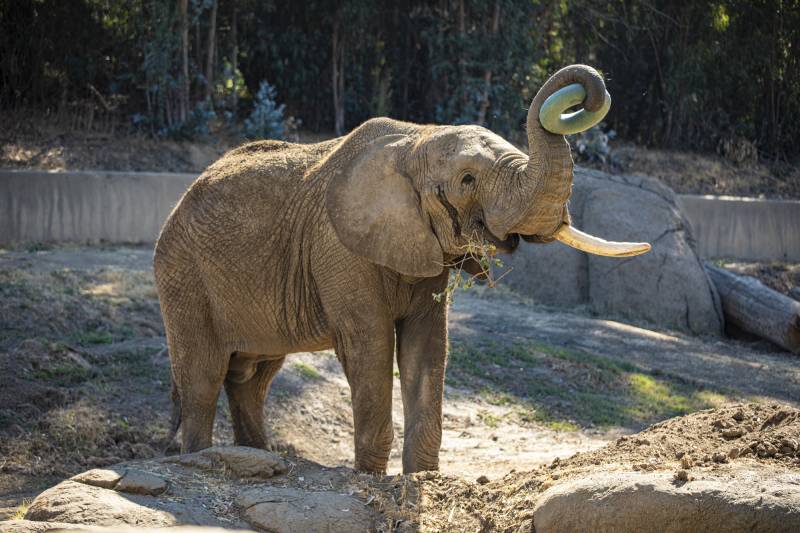 An elephant raises his trunk.