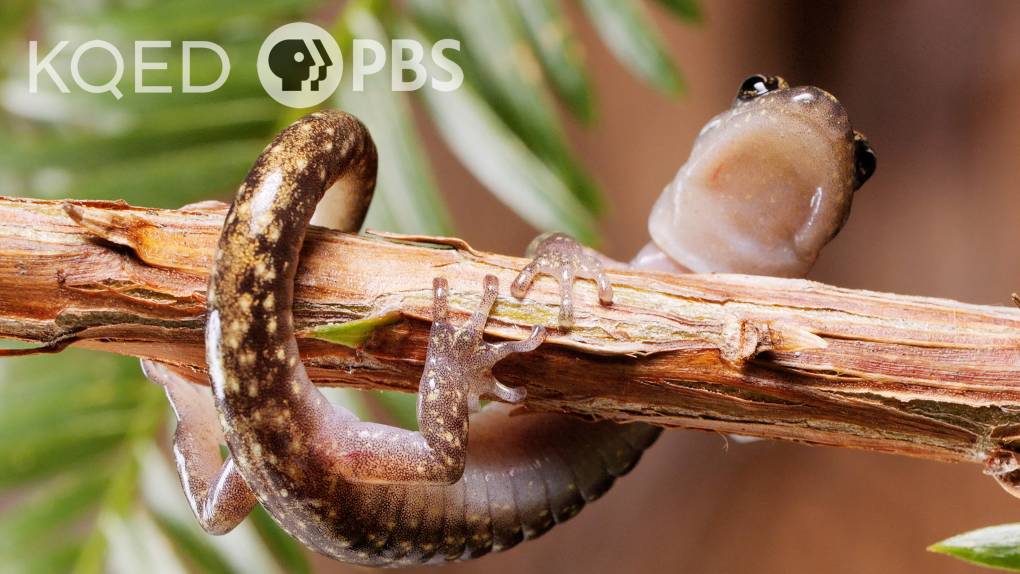 How salamanders parachute from the world’s tallest trees