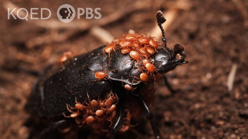 An insect called a burying beetle carries tiny orange-colored mites on the top and bottom of its body.