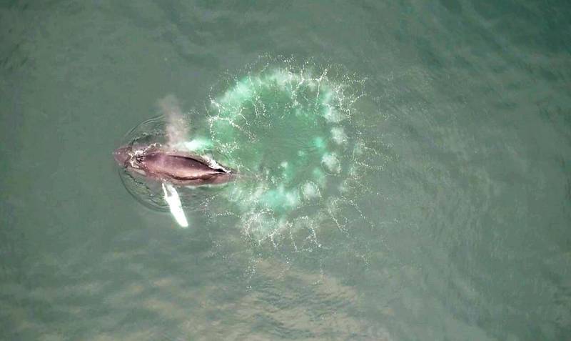 A picture of humpback whales in a body of water shows how they create a ring of bubbles to capture prey.