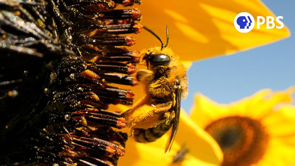 A native sunflower bee pollinates a sunflower.