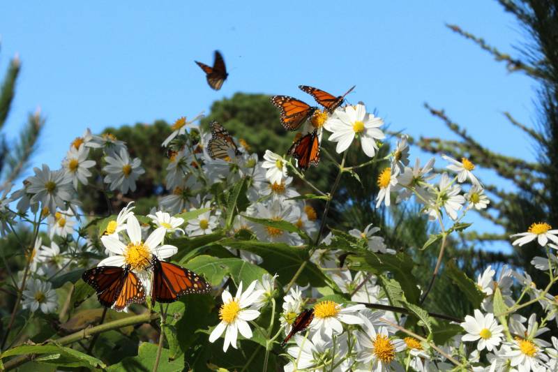 Orange and black-colored butterflies flutter around white-petaled flower plants. The backdrop is the blue sky.