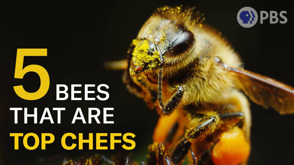 A honeybee sits on a flowers. It has a ball of orange pollen on each of its back legs. And its face is dusted with yellow pollen.