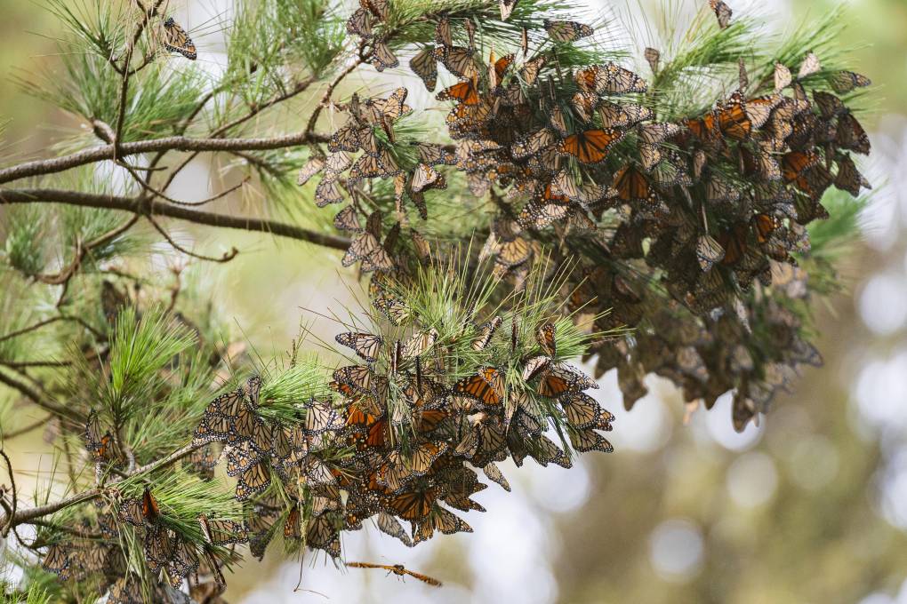 Many monarch butterflies sit on a tree branch