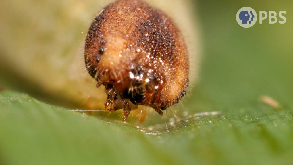 A caterpillar's head in closeup looks like burnt custard. A skein of silk is coming out of a pointy mouthpart on its head called the spinneret.