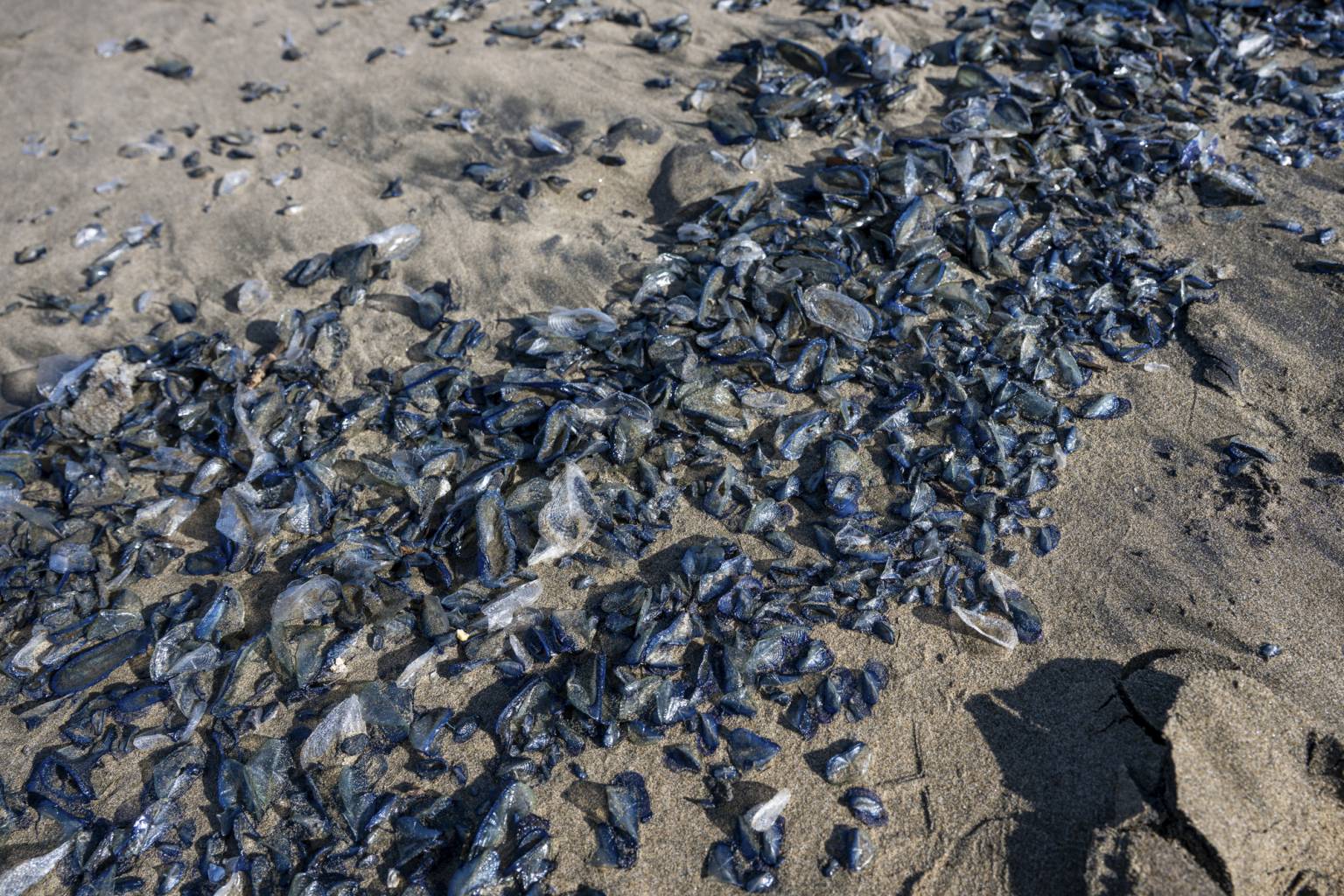 Thousands of Mysterious Blue Creatures Wash Up on Bay Area Beaches After  Warmer Winters | KQED