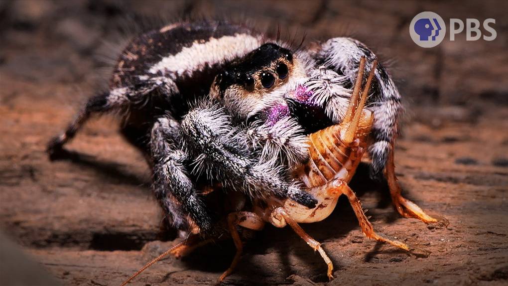 An adult female regal jumping spider stalks and captures a cricket. She uses her fangs to inject venom, which paralyzes and liquifies her prey.