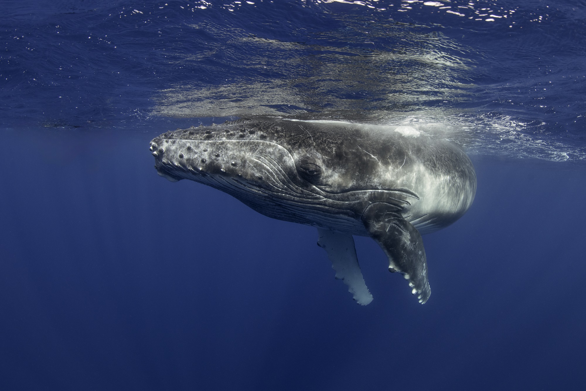 Humpback Whales Display Playful Behavior: A Study on Bubble Rings
