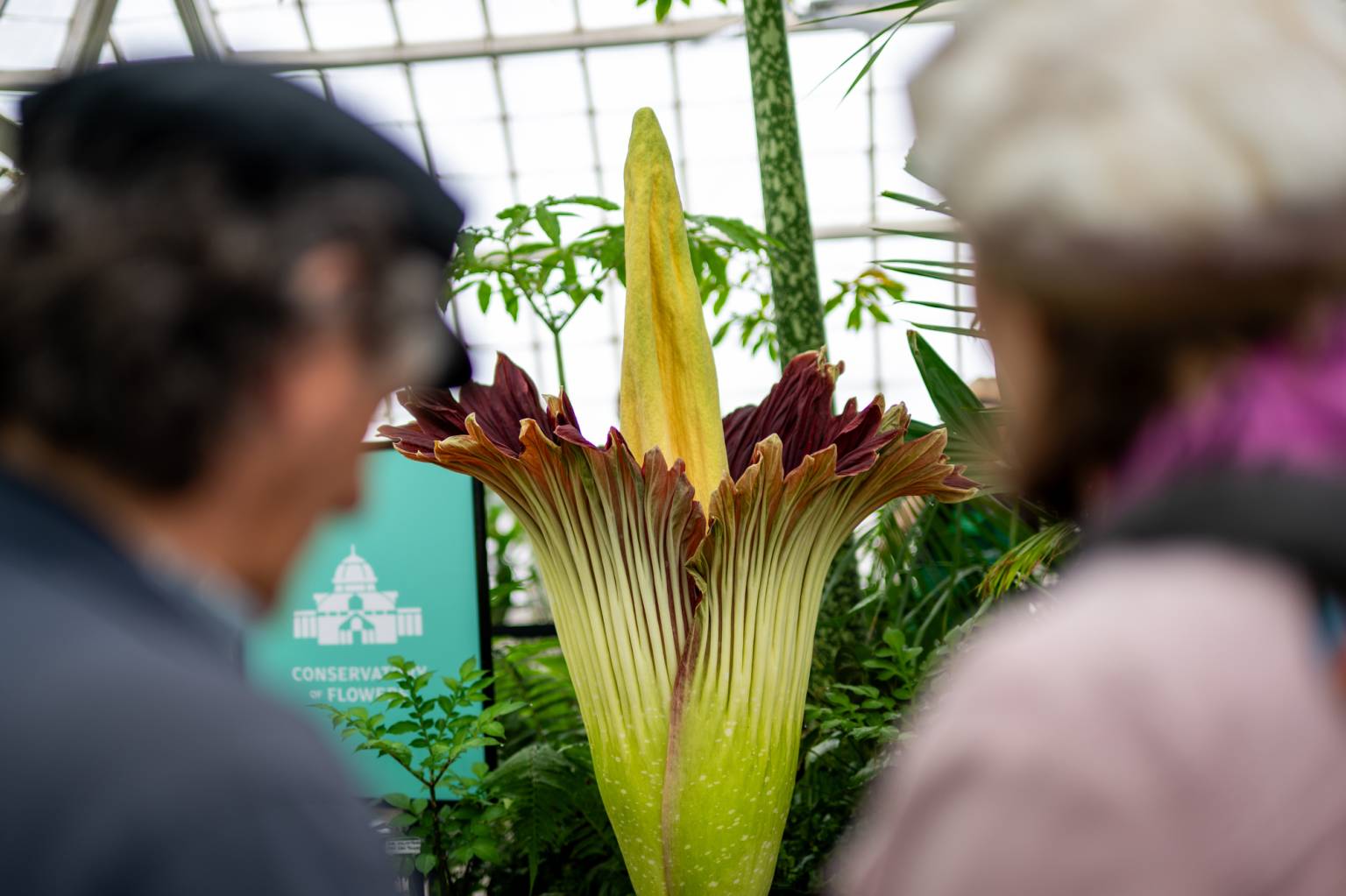 250709-CorpseFlowerUpdate-06-