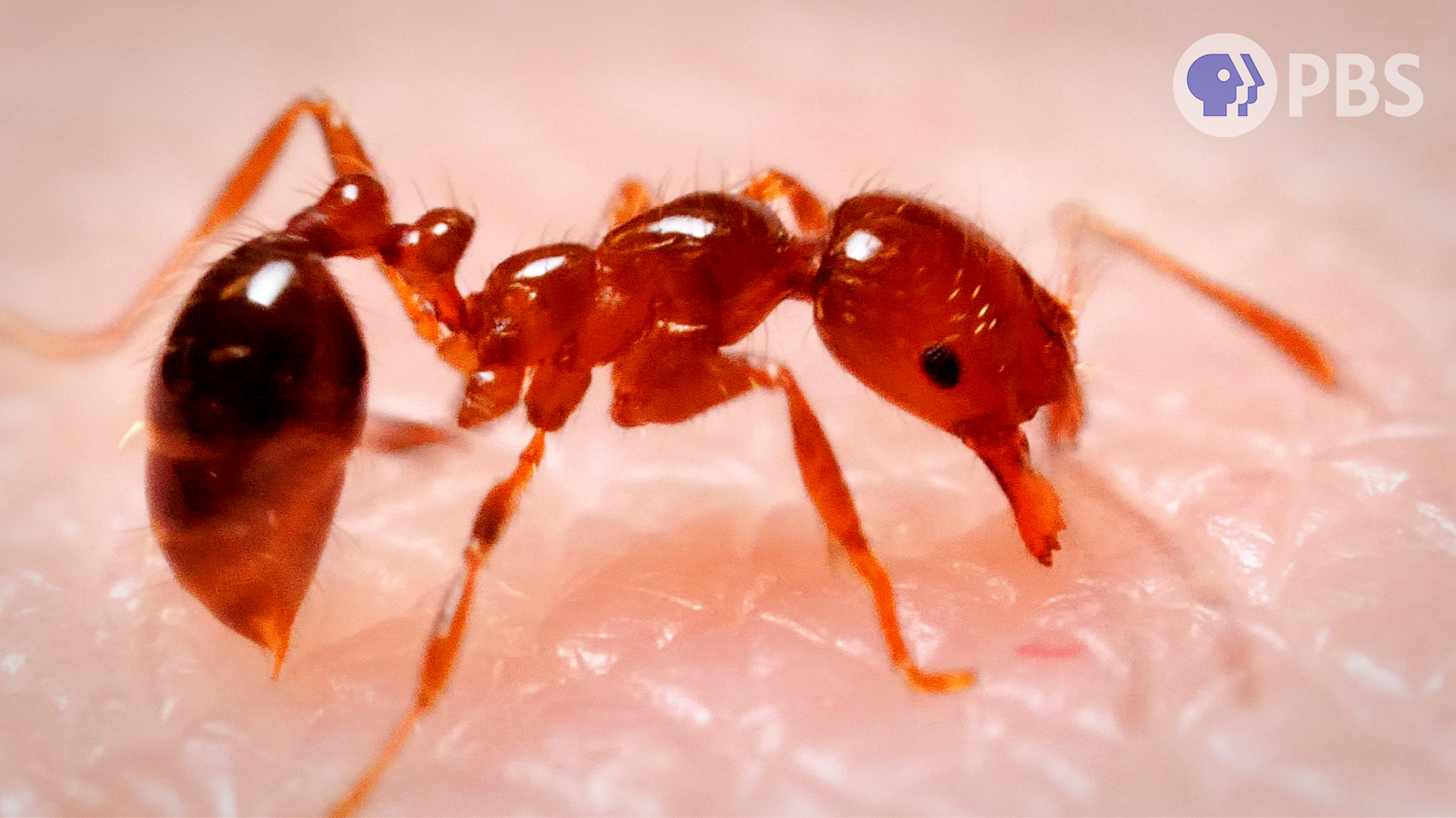 The 4 Most Ruthless Ants We've Ever Filmed | KQED