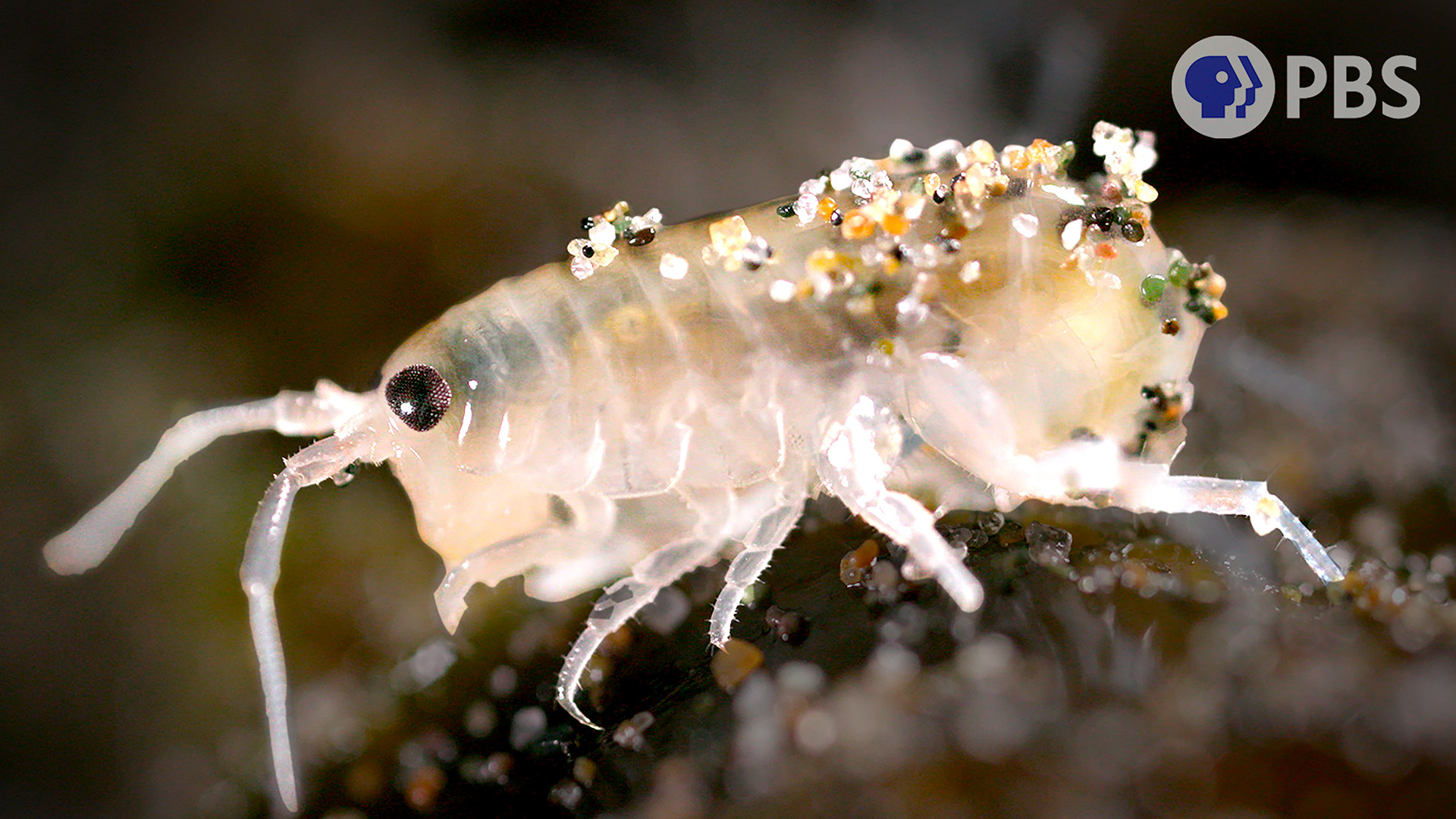 Beach Day? These 5 Surprising Creatures Are Hanging Out Too | KQED