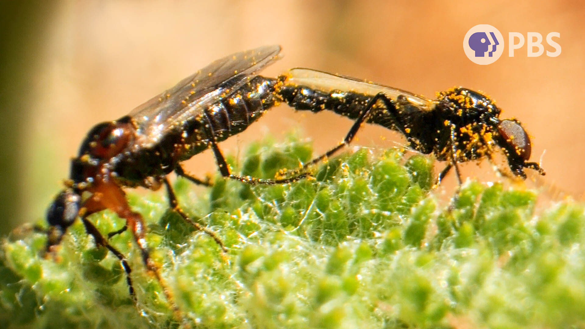 These Lovebugs Have Attachment Issues | KQED