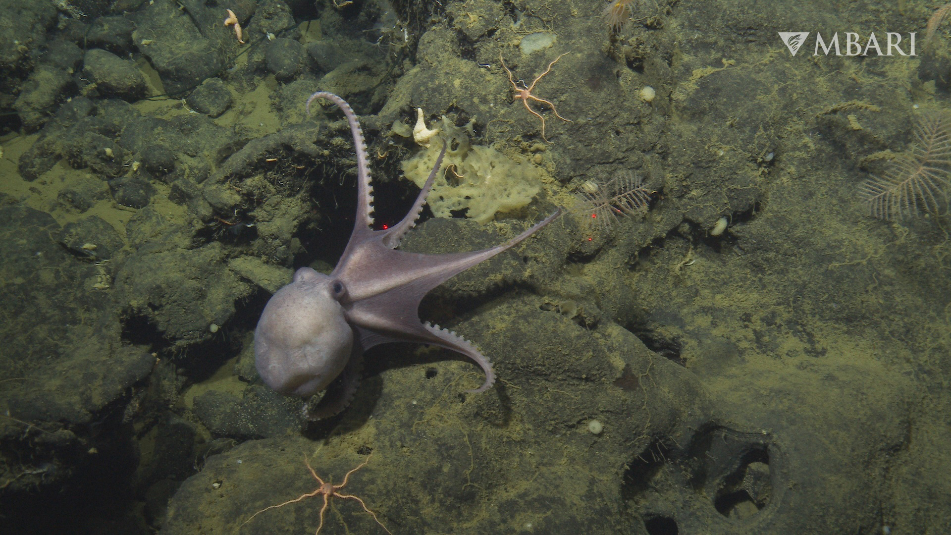 How Octopuses Crawl: New Study Shows Detailed Cephalopod Movements | KQED