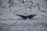 California Asks Ships to Hit the Brakes for Whales episode artwork