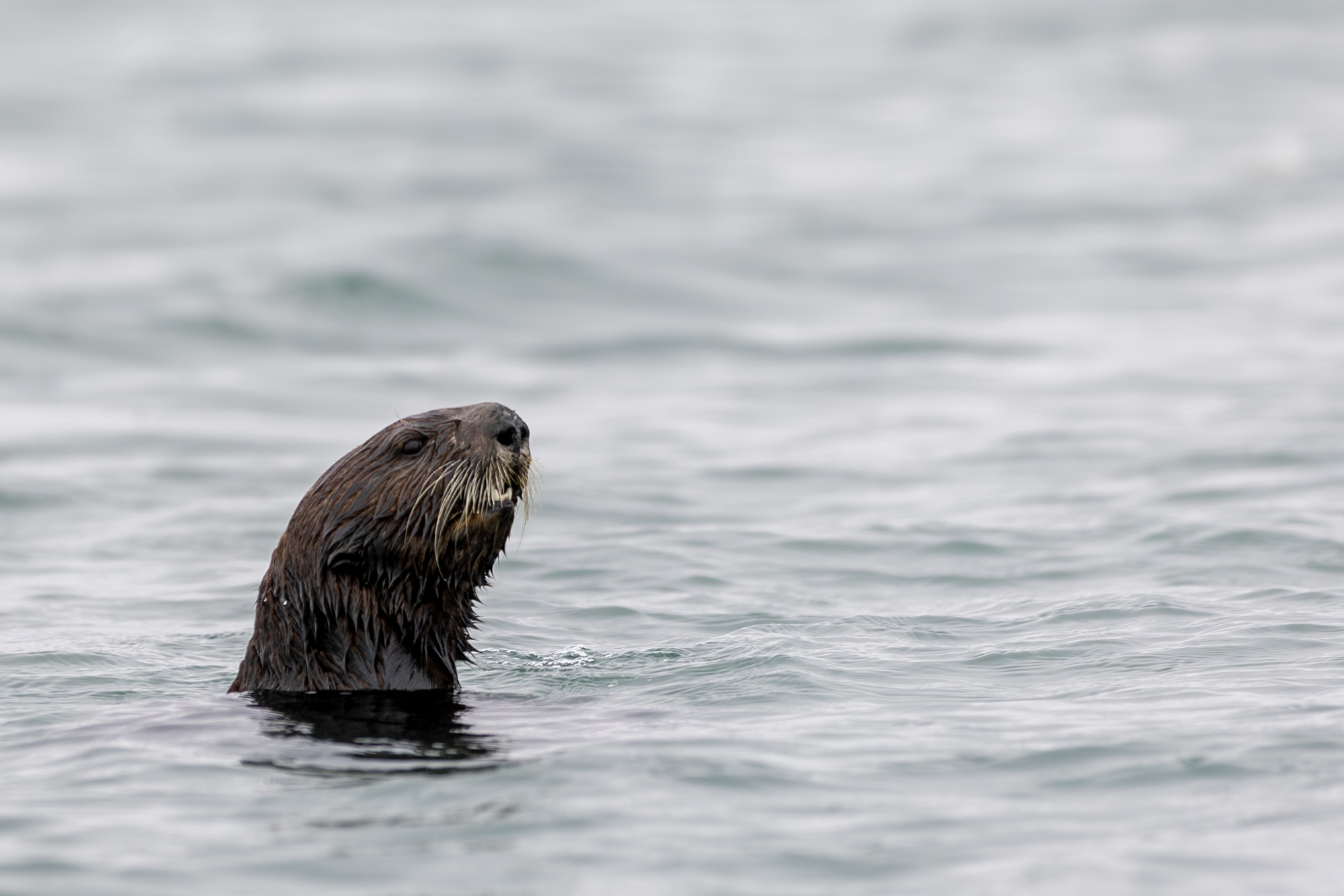 California Sea Otters Could Face New Threats if Trump Weakens Law for Endangered Animals | KQED