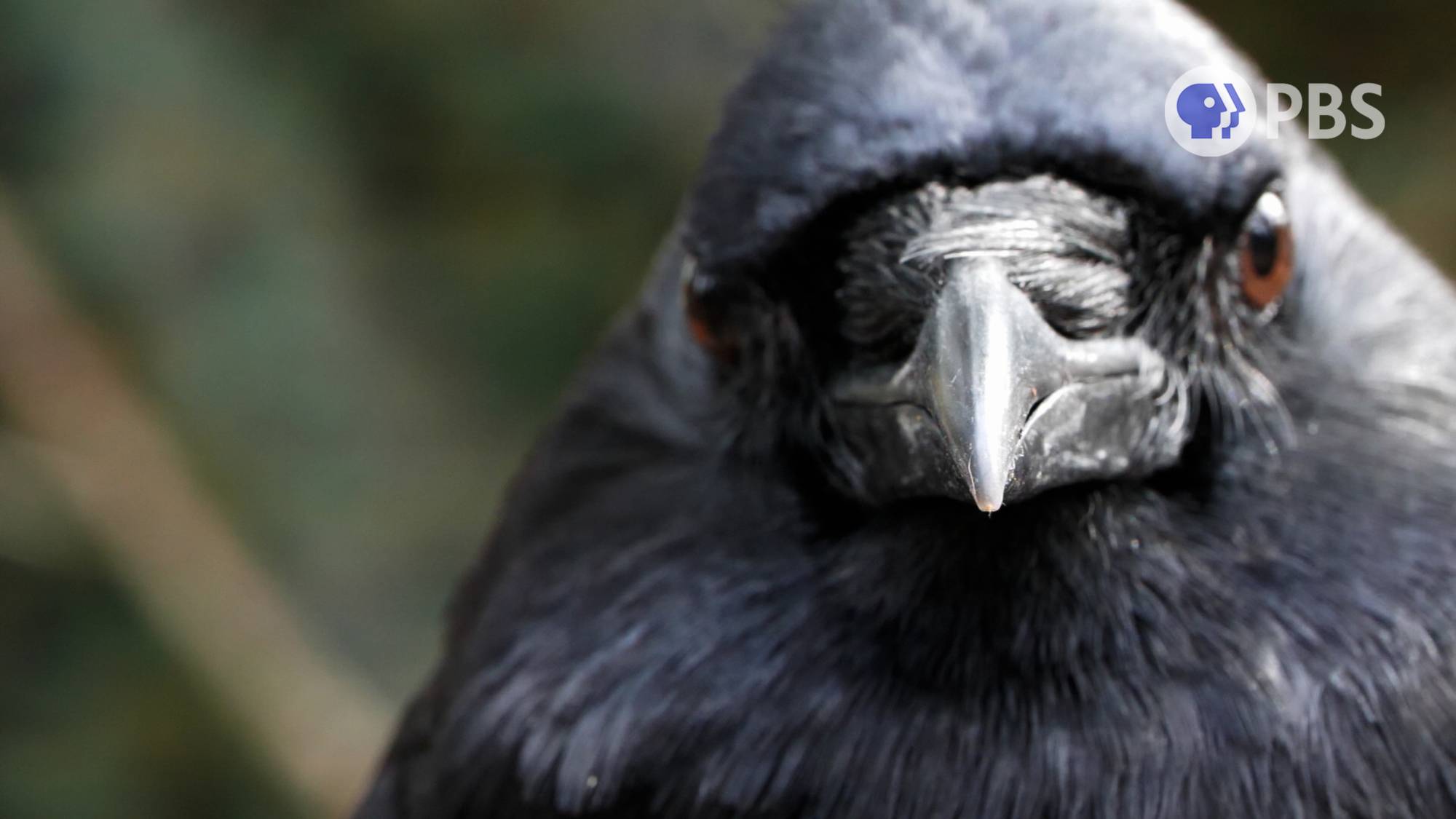 These 5 Creatures Make a Living Off of Death: A Halloween Compilation | KQED