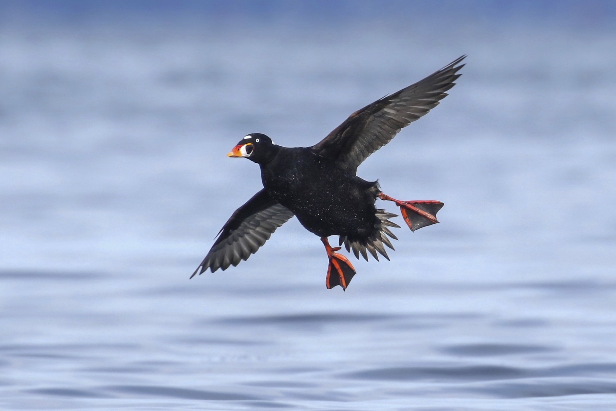 What Birds Can Tell Us About the Health of San Francisco Bay | KQED