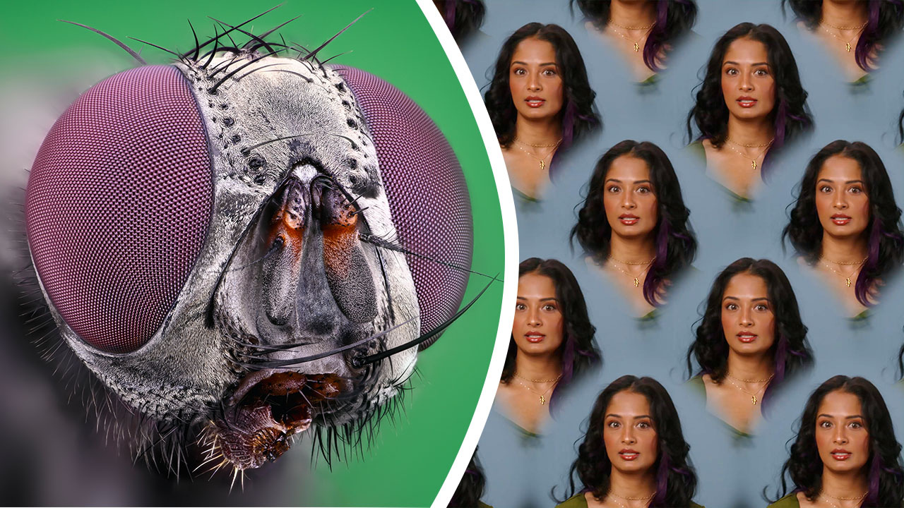 What an Insect View Really Looks Like | KQED