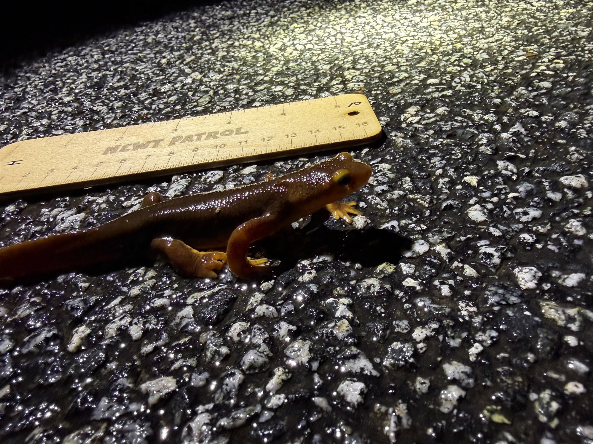 How Did the Newt Cross the Road? With Help From These Volunteers, Carefully | KQED