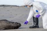 Officials Confirm Small Bird Flu ‘Outbreak’ in Elephant Seals at Año Nuevo State Park