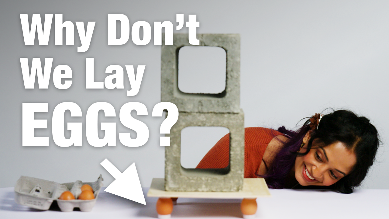 Why Mammals Gave Up On Laying Eggs | KQED