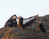California Condors Are Still Dying — Despite a Lead Ammo Ban episode artwork