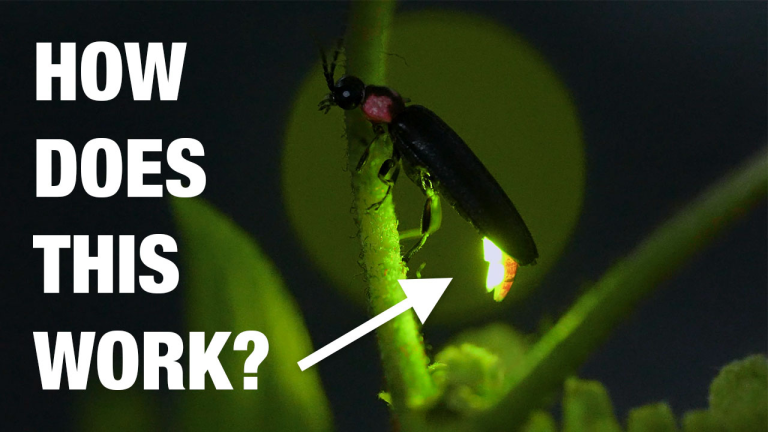 Close-up of a glowing firefly perched on a plant, with text reading “How does this work?” and an arrow pointing to its bioluminescent tail.