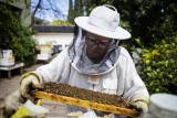Early Bay Area Honeybee Swarms Bring New Questions About Warming Winters episode artwork