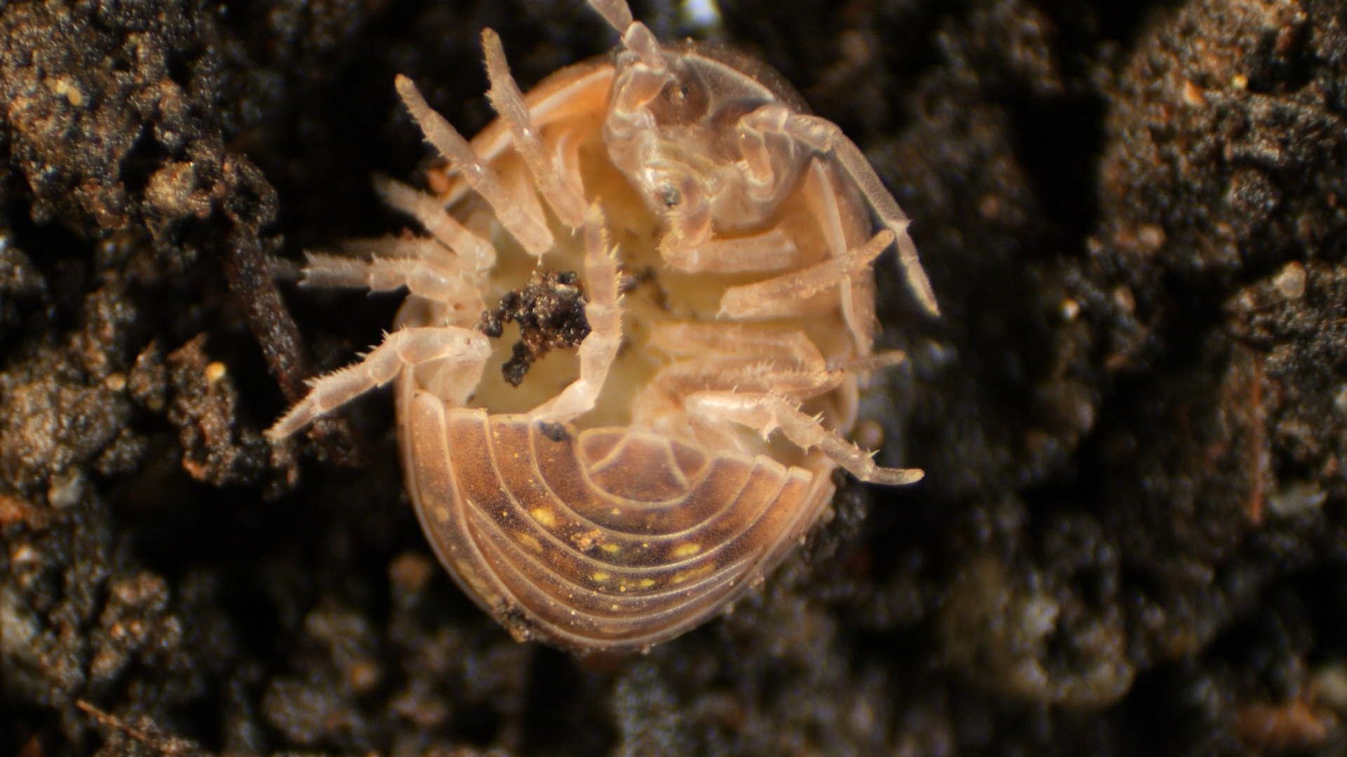 Release The Brood! Roly Poly Birthing Is Intense | KQED