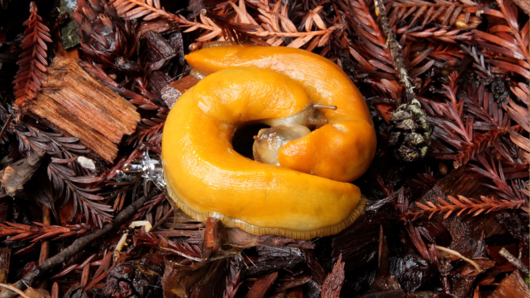 Banana Slugs