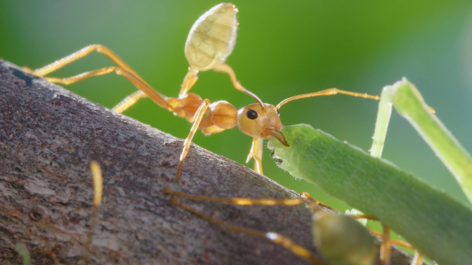 Green tree ant eating leaf.
