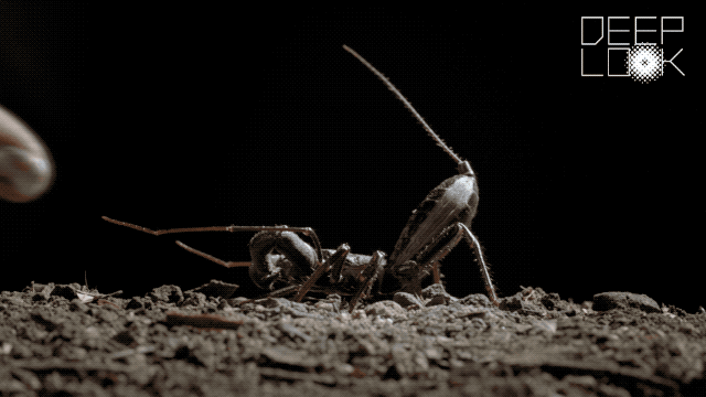 These Animals May Sting You, Spray You With Stinky Fluid or Explode In Your Face