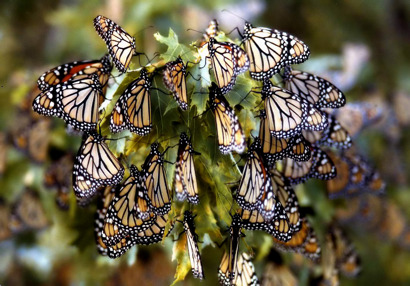 Видео где бабочка. Миграция бабочек Данаида Монарх. Миграция махаонов. Бабочка Монарх Баттерфляй. Миграция бабочек монархов.