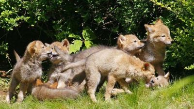 Coyote Killings: A Complex Debate of Conservation and Cruelty