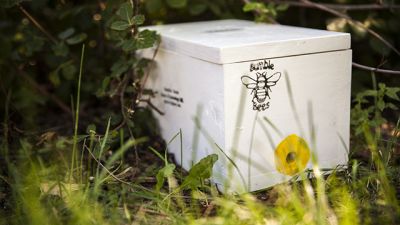 Building Better Homes for Bumblebee Queens