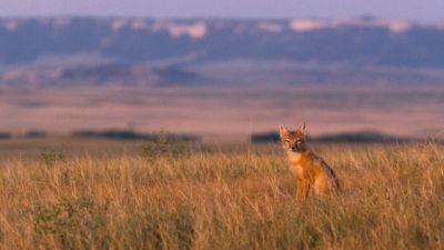 Saving the Swift Fox with Snapshots, Students and Science