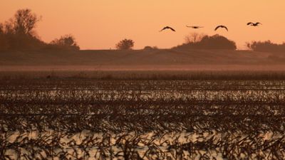During Drought, Pop-Up Wetlands Give Birds a Break