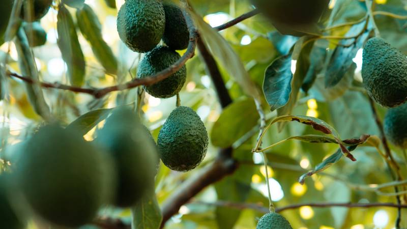 How Demand for Avocados Is Fueling Violence In Mexico | KQED