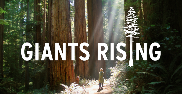 Woman stands on a dirt path within a grove of redwood trees, gazing upward at the tree tops as sunlight streams through the trees.