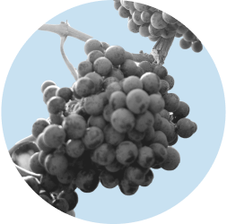 A cluster of grapes hangs from a vineyard in Napa County. The image is in black and white and contained in a light blue circle.