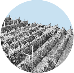 Rows of vineyards cover a hillside in Sonoma County. The image is in black and white and contained in a light blue circle.